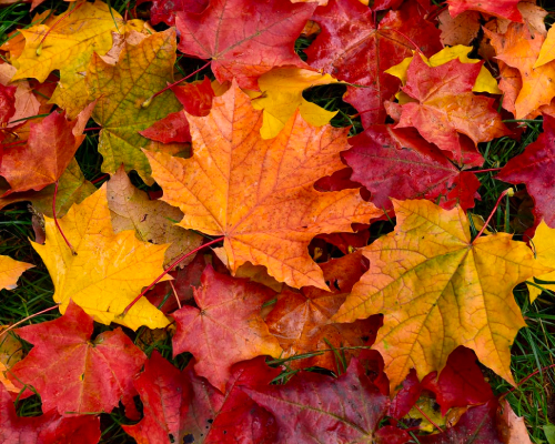 upcoming-events-fall